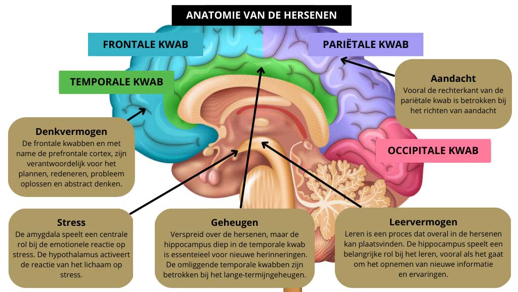 De anatomie van de hersenen, waar vindt cognitieve vermogen plaats?